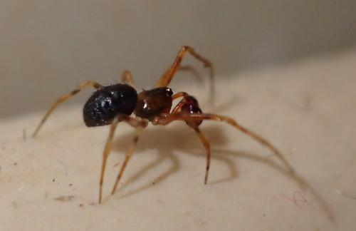 Sardinidion blackwalli